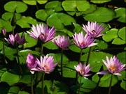 Deepa